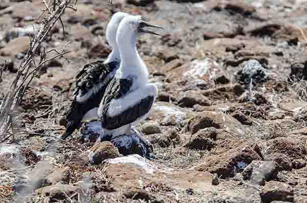 Fragata - isla Seymour Norte - islas Galápagos - Ecuador 10.jpg
